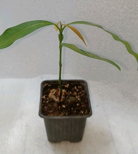Garcinia humilis piantina - , in