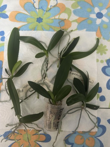 Phalaenopsis equestris - 6, x