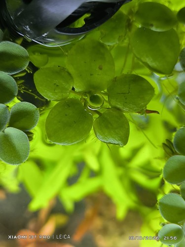 Limnobium levigatum - limnobium,