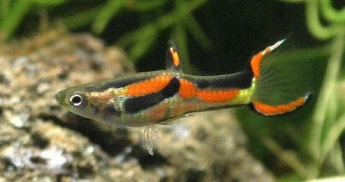 Pesci tropicale guppy - tropicale,