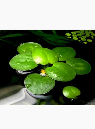 Limnobium laevigatum pianta - limnobium,