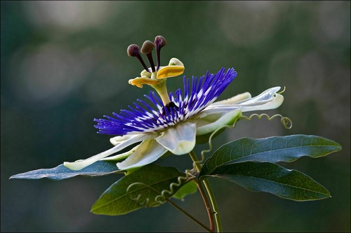 Passiflora caerulea semi - passiflora, 10