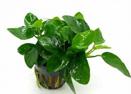 Anubias barteri nana pianta - anubias, nana,