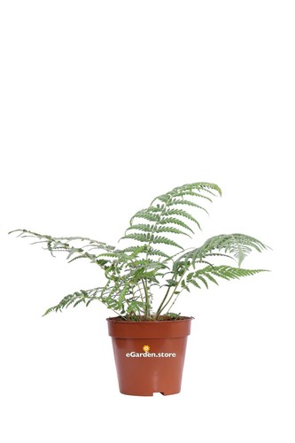 Pianta felce arborea - di,
