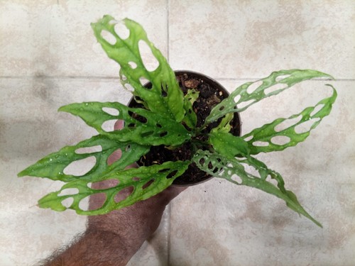 Vaso con monstera obliqua - 3,