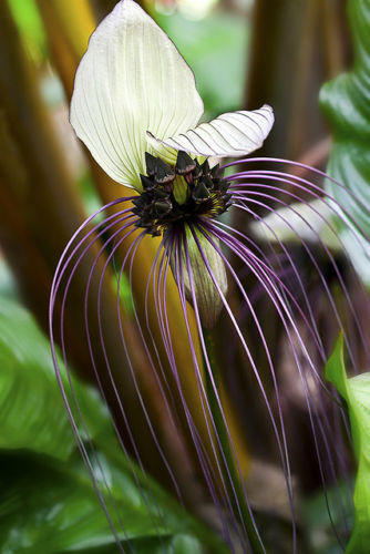 Tacca integrifolia semi - tacca,