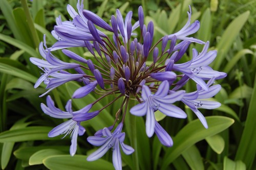 Agapanto agapanthus africanus - agapanthus,