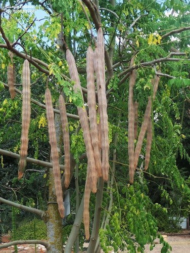 Semi moringa oleifera - semi,