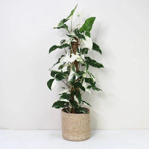 Syngonium podophyllum albo - syngonium,