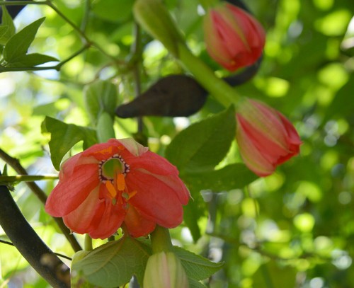 Passiflora mixta semi - passiflora,