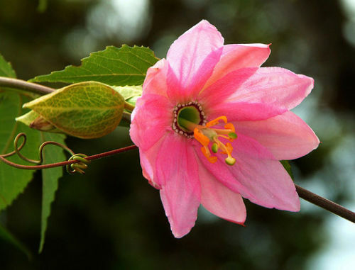 Passiflora mollissima semi - mollissima,,