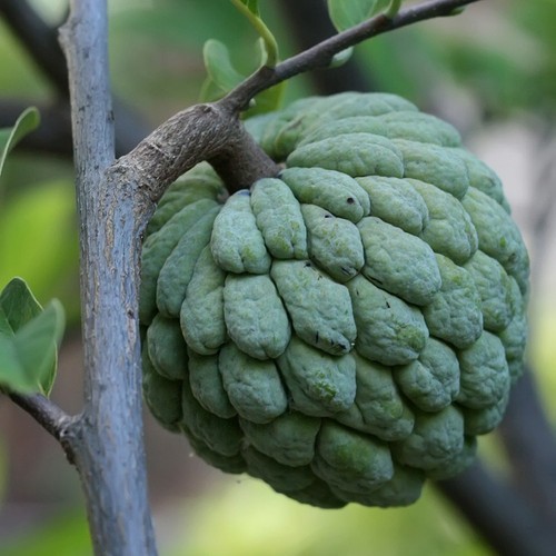Pianta frutto tropicale - da,