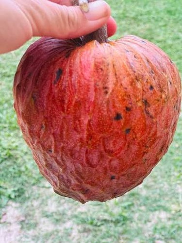 200 semi annona reticulata - 20-200,