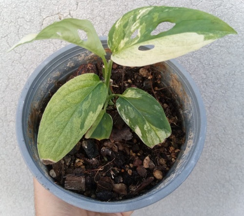 Monstera accuminata variegata