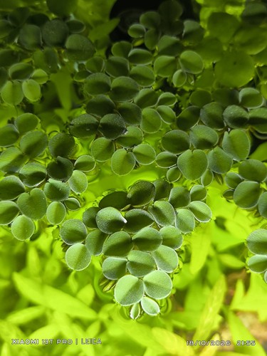 Salvinia cuccullata