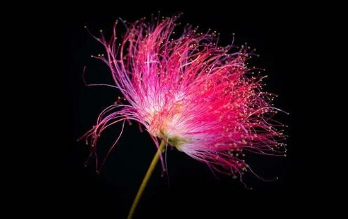Albizia julibrissin fiore - julibrissin, "fiore