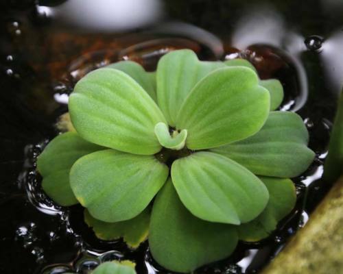 Pistia stratiotes giganti - pistia,