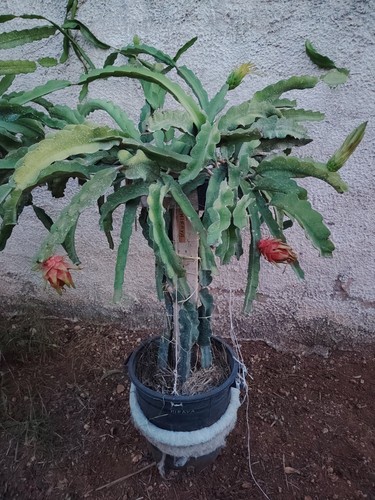 Piante pitaya radicate - 4x,
