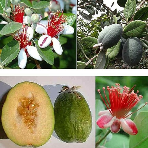 Pianta feijoa sellowina da - pianta,