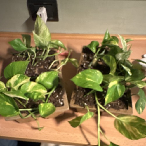 Pothos epipremnum variegate - variegate, in