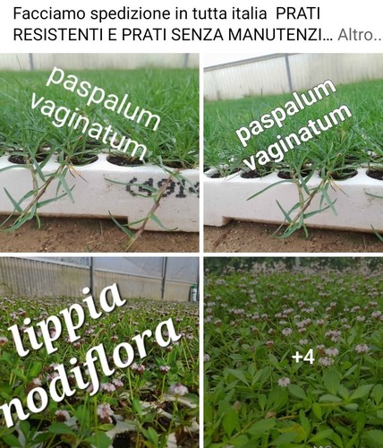 Prato paspalum vaginatum 104 - vaginatum,