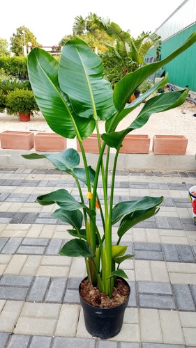 Pianta strelitzia augusta - di,