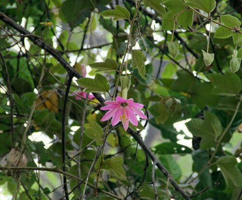 Passiflora coactilis semi - passiflora,