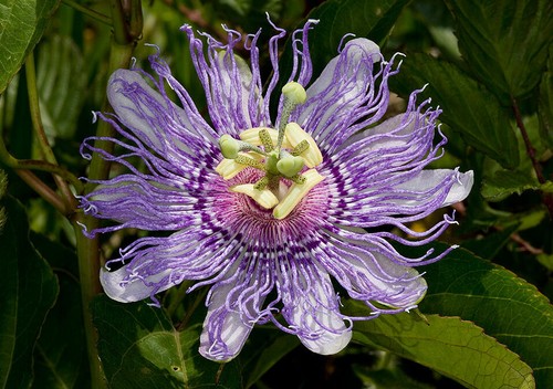 Passiflora incarnata semi - incarnata,, 5