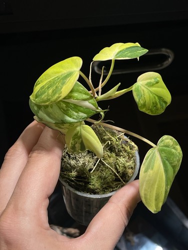 Philodendron micans aurea - micans,