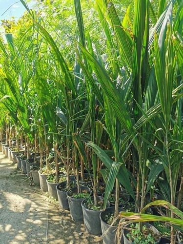 Piante arecastrum cocus - n2,