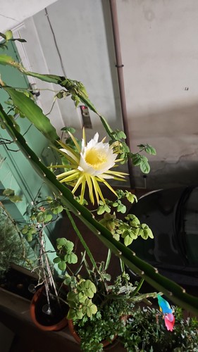 Talee frutto del - del, drago
