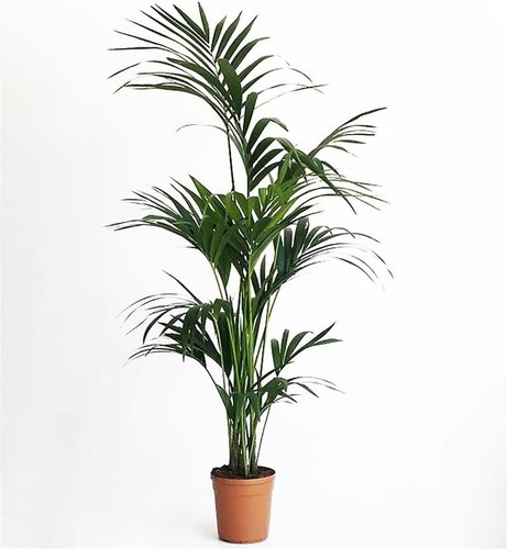 Kentia piante interno vera - da,