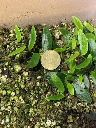 Talea ficus punctata panama - talea,