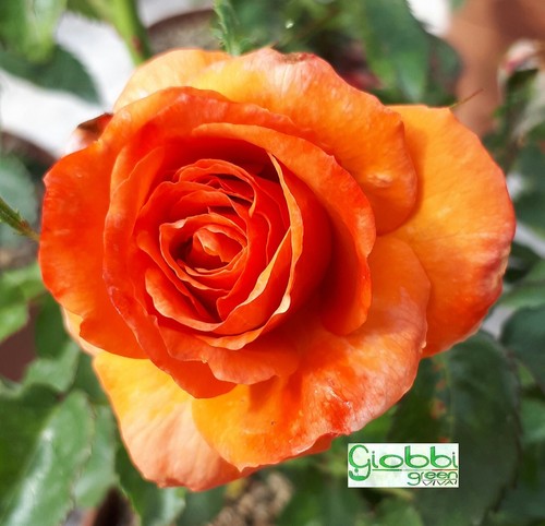 Rosa grandi fiori remember - grandi,