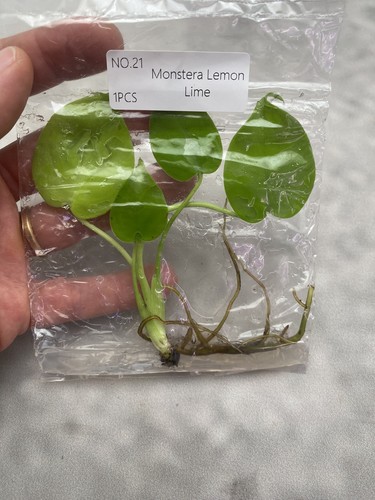 Monstera lemon lime no - lemon,