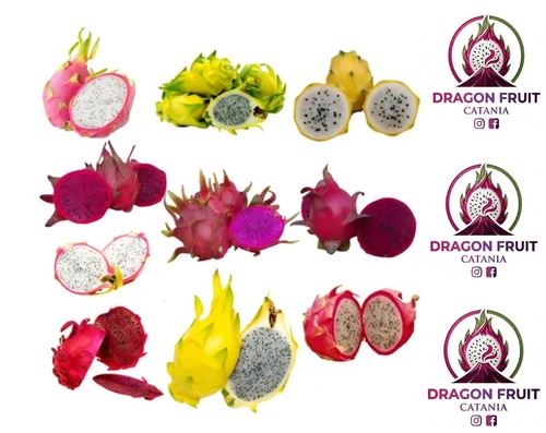 Lotto set talee di dragon - lotto, /