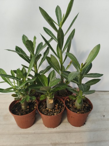 Adenium obesum rosa del - obesum,
