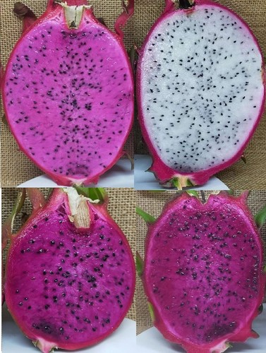 Set talee dragon fruit - 4,