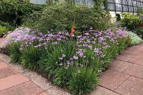 Tulbaghia violacea aglio - violacea,