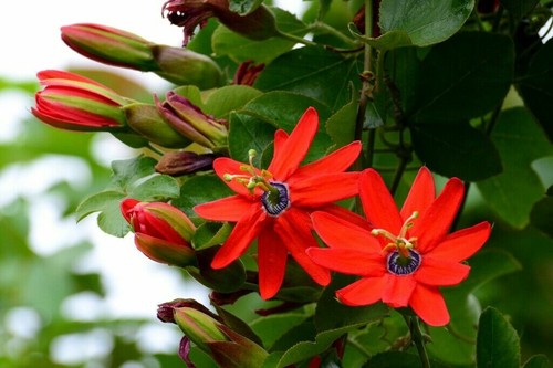 Passiflora manicata red - passiflora,
