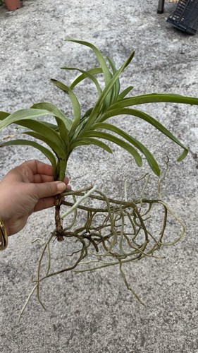 Vanda orchidea blu coerulea - blu,