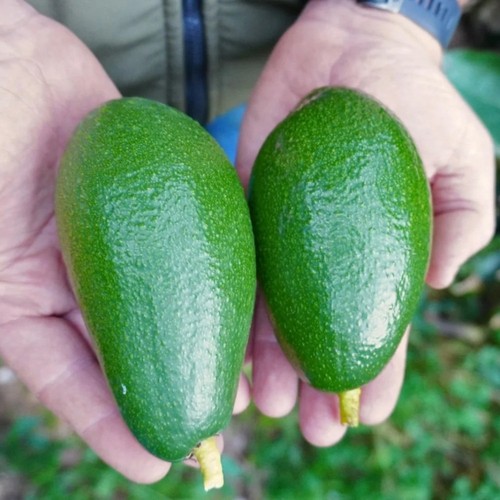 Pianta frutto tropicale - da,