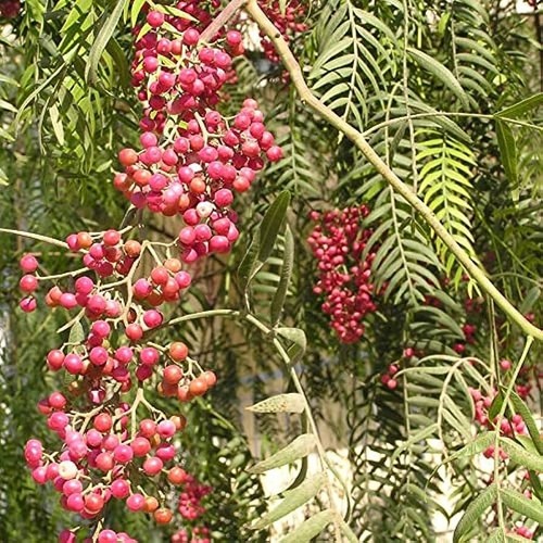 Albero schinus molle - molle,, falso