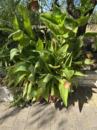 Canna indica cannacoro 2 - canna,