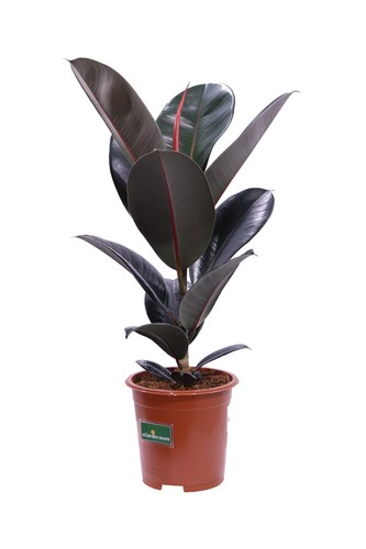 Pianta ficus elastica - pianta,