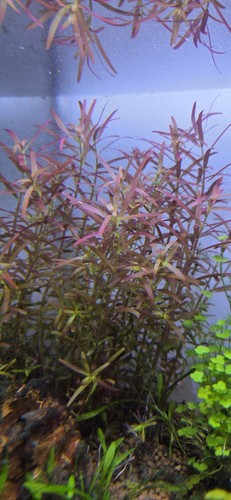 Rotala rotundifolia blood - rotala,
