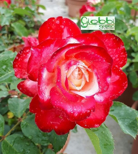 Rosa grandi fiori - rosa, "jubile'