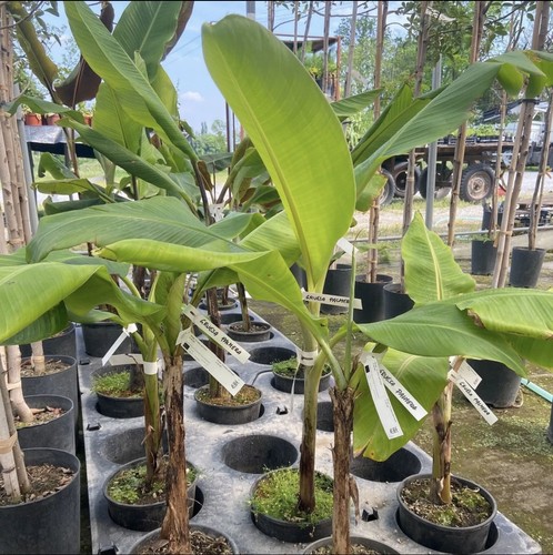Musa gruesa palmera - musa, palmera”