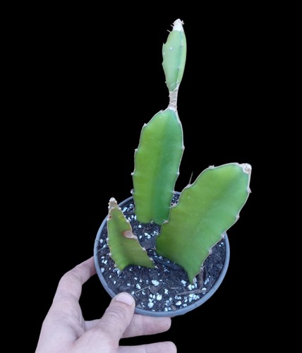 Piante pitaya cactus - piante, pitaya,