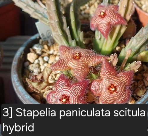 Talea radicata stapelia - 1,